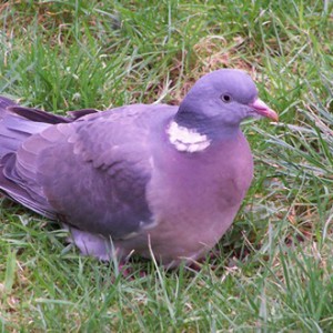 Photo de profil de Kinglao