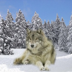 Photo de profil de Rachel