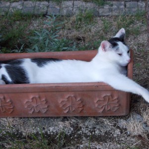 Photo de Chouette