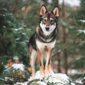 Photo de profil de AryaS