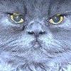 Photo de enfroy