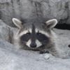 Photo de profil de adelarperso