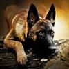 Photo de profil de vincent