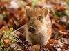 Photo de profil de marcassin.rouge