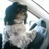 Photo de profil de Dine