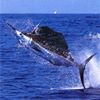 Photo de profil de Youdu77