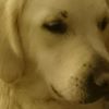 Photo de profil de Tilou