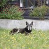 Photo de profil de capucine renard