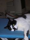 Photo de profil de orgeval